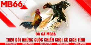 Đá Gà MB66 - Theo Dõi Những Cuộc Chiến Chọi Kê Kịch Tính