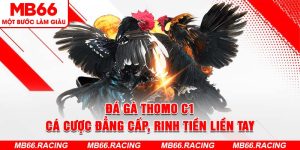 Đá Gà Thomo C1 - Cá Cược Đẳng Cấp, Rinh Tiền Liền Tay